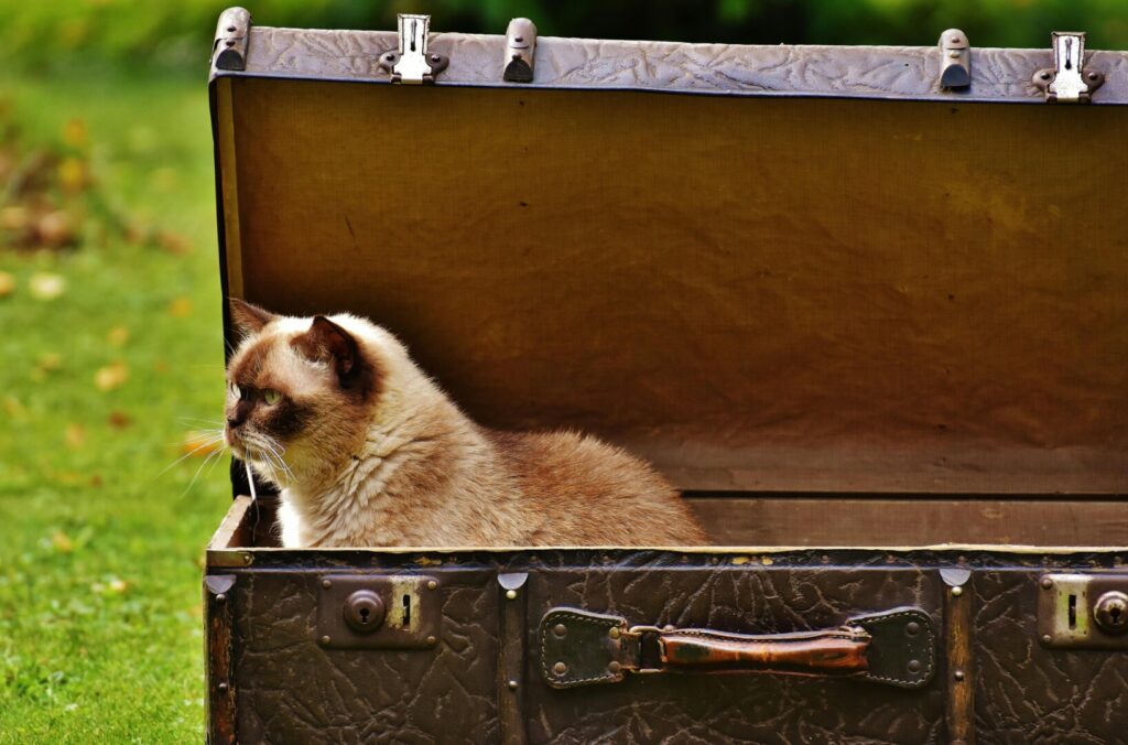 Travel-animal-viaggio-zampe-cat